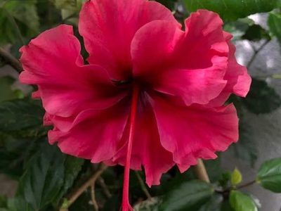 Hibiscus-17-stayplant.com