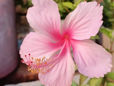 Hibiscus-60-stayplant.com
