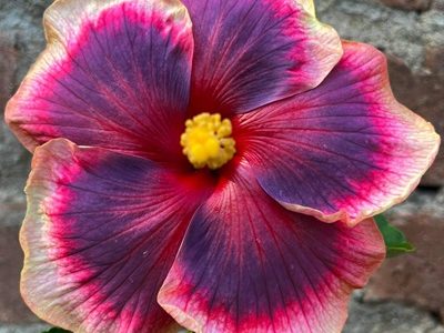 Hibiscus-84-stayplant.com