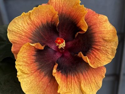 Hibiscus-93-stayplant.com