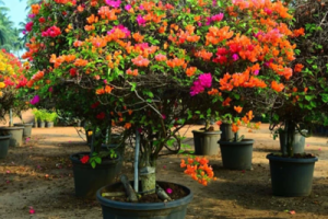 Malticolour Bougainvailla-1-stayplant.com