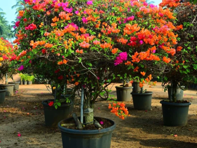 Malticolour Bougainvailla-1-stayplant.com