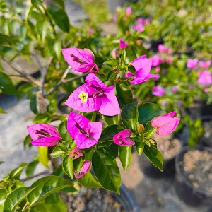 Bouganvallea Flower Plant – Blue-26-stayplant.com