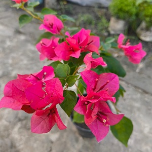 Sindai Orenge - Bougainvillea Plant