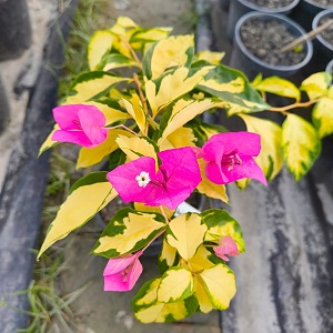 RJ Thimma - Bougainvillea Plant