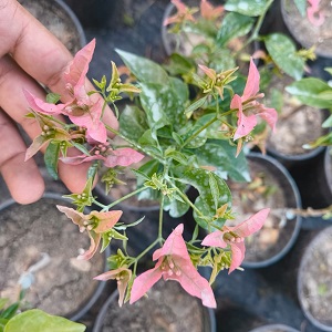 Kayata India – Bougainvellia Flower Plant